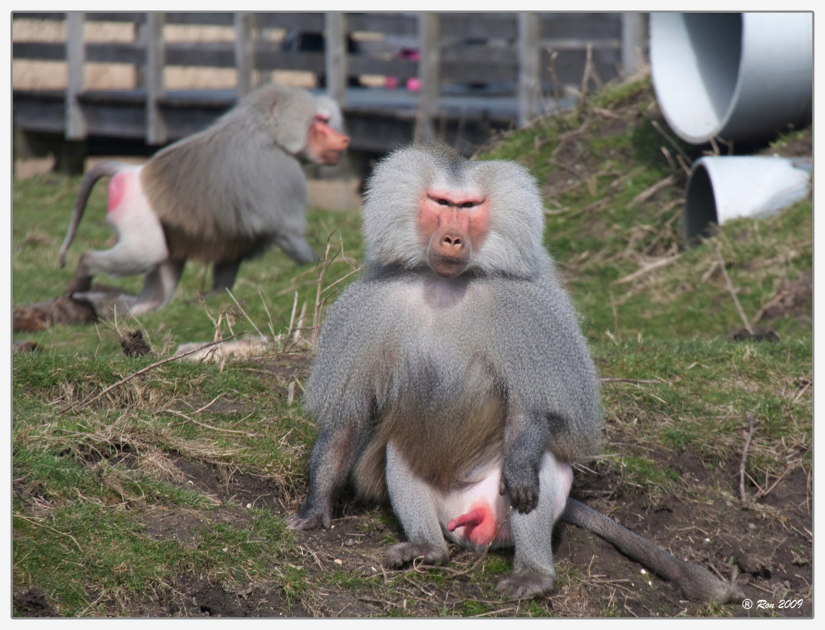 18+++ - foto van je.gabber - Dieren - Zoom.nl