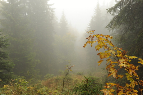 Eibsee blick