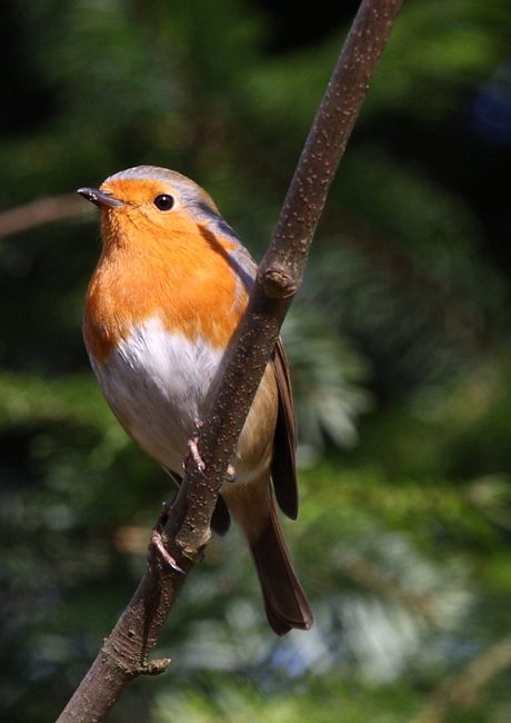 Roodborst