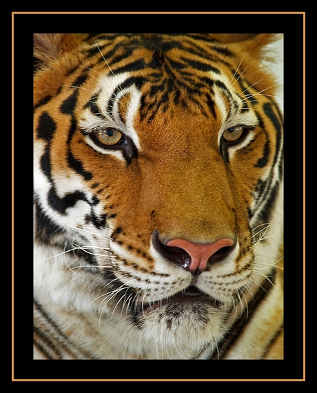 Bengaalse tijger thailand