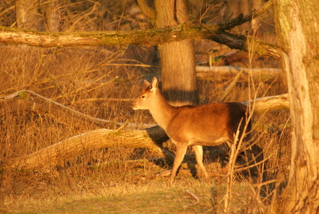 Edelhertje oostvaardersplassen