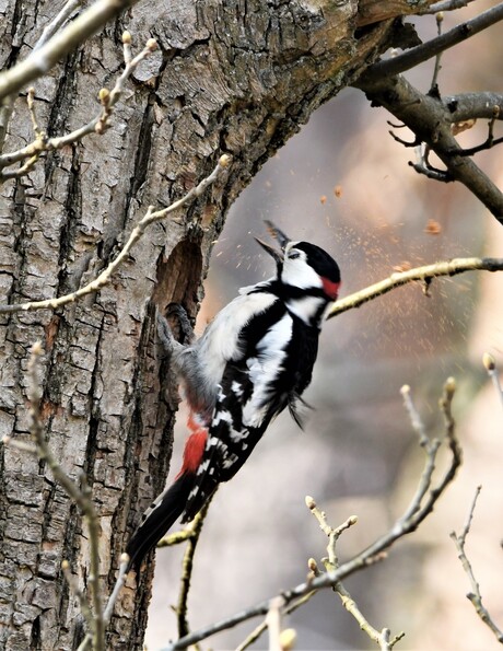 Grote Bonte Specht bouwt nest