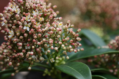 Skimmia