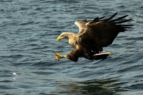 Zeearend op Island Mull