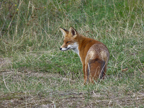 vos in de duinen