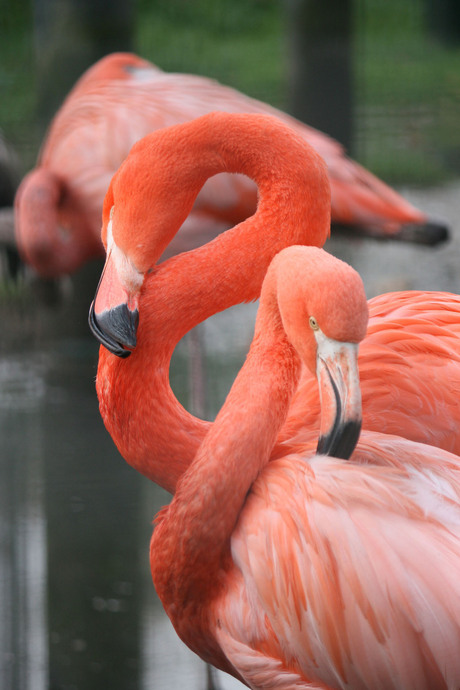 Flamingo's