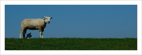 Texel Sheep trick