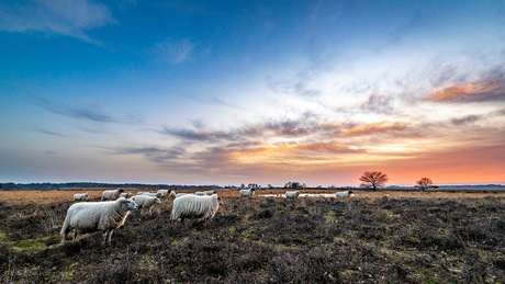 Schaapjes Dwingelderveld