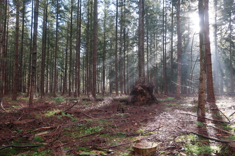 zonneschijn in het bos