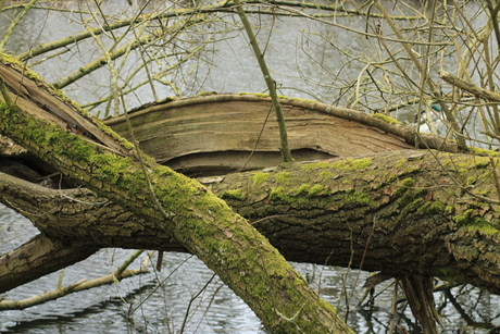 Split Tree