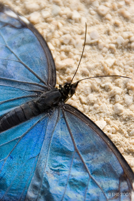 Vlinder blauwe morpho
