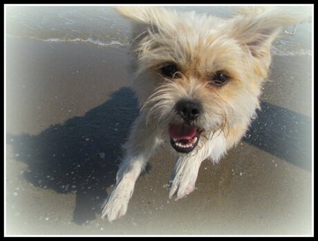 First time at the beach :) he love's running around