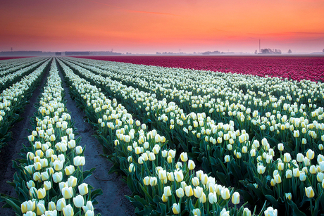 Zonsopgang tulpenveld