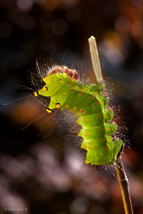 Actias selene