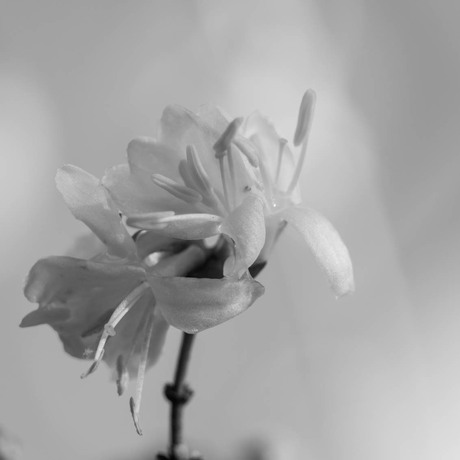 Lonicera fragrantissima (winterkamperfoelie)