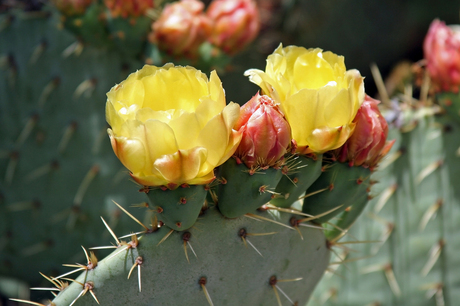 Cactusbloem