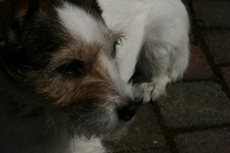 Jack the Russel