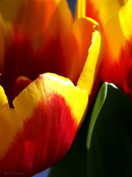 Tulp 1