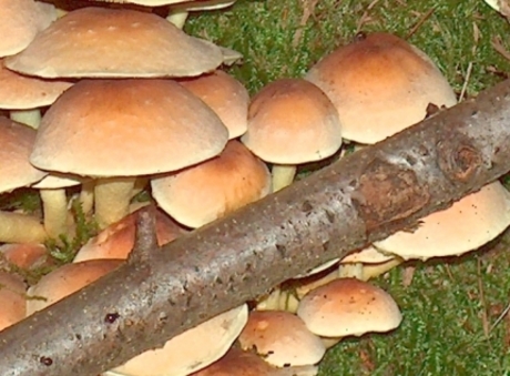 Paddestoelen