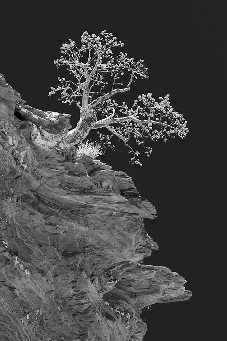 Namibian Rock with Tree