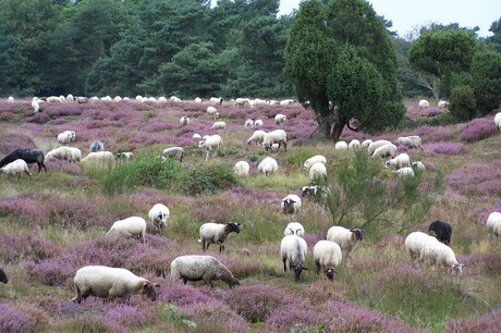 Op de grote stille heide