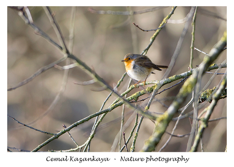 Roodborst