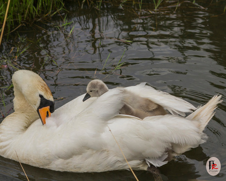 jonge zwaan op moeder rug