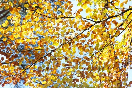 Herfst op de Veluwe