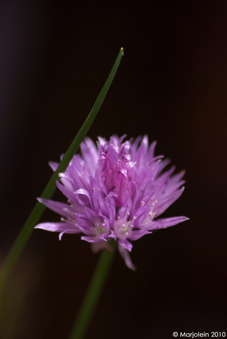 Bloem - macro