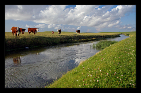 Koeien in het Friese landschap 1