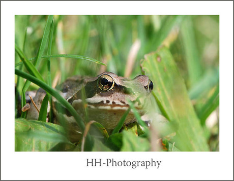 Oog in oog met een froggie