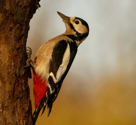 Grote bonte specht