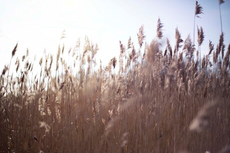 Riet in de wieden