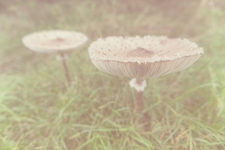 Twee paddenstoelen in de mist