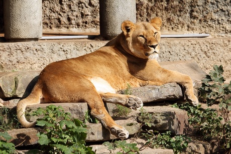 Chillen in de zon...