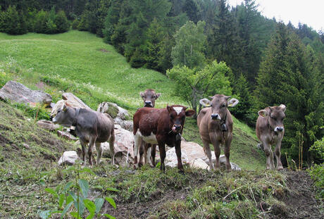 de koeien in Wallis zwitserland