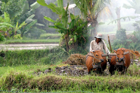 Koeien ploegen de sawa