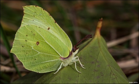 Citroenvlinder.