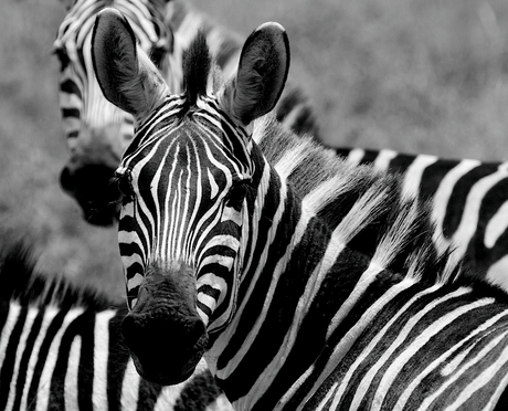 Close-up van een Zebra