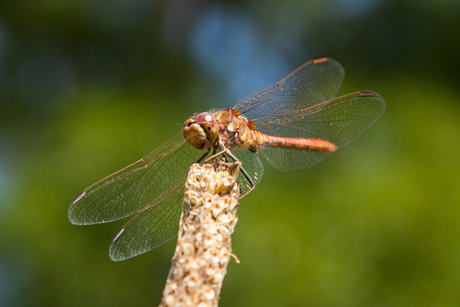 The dragonfly