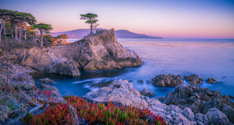 Lone Cypress