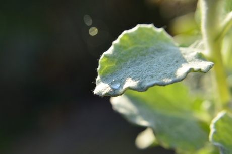 Druppel in de zon