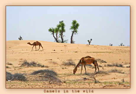 Camels in the wild