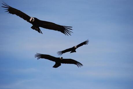 AndesCondors