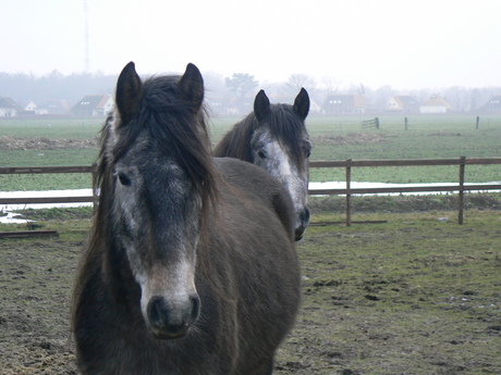 2 Paarden.