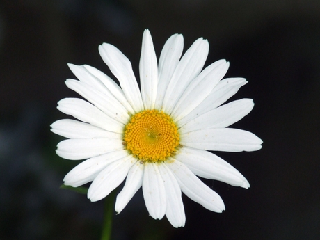 Margriet