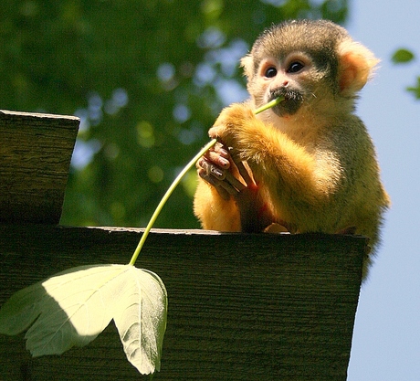 aapje in het Gaia park