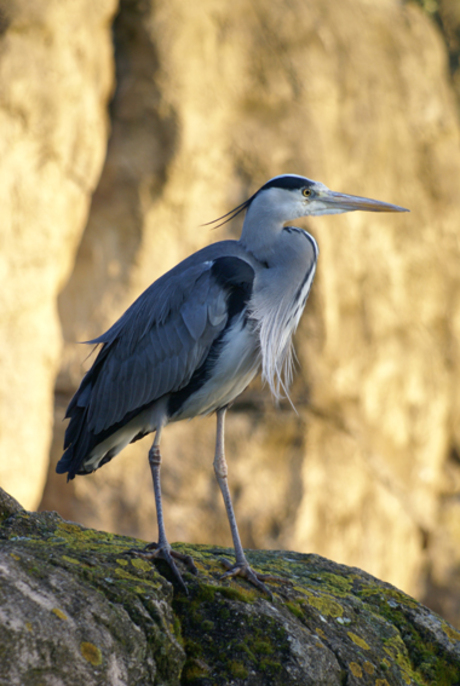 Reiger