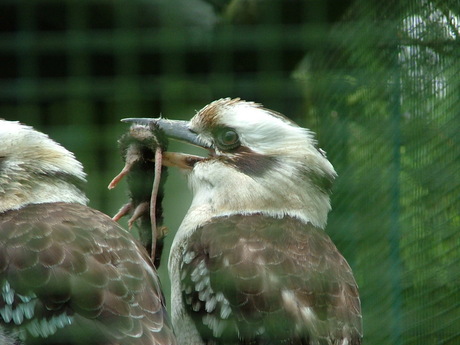 kookaburra met muis