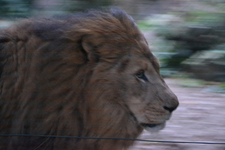 De koning van de dierentuin